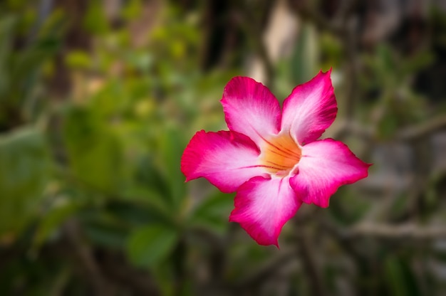 Adenium Obesum - rote und rosa Blume