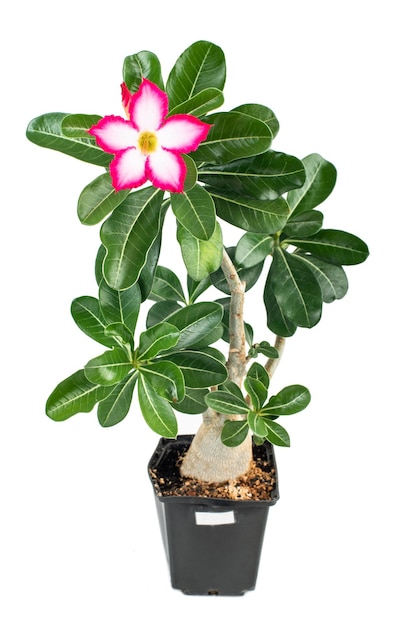 Foto adenium obesum sobre un fondo blanco.