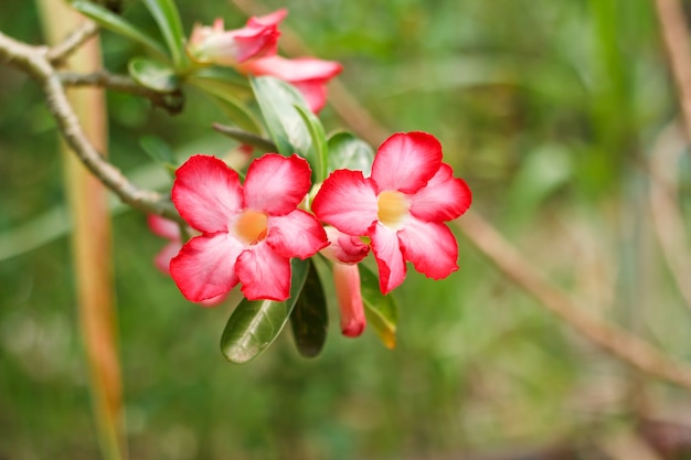 Adenium obesum, Wüstenrose