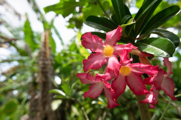 Adenium oder Desert Rose schöne rosa Blume