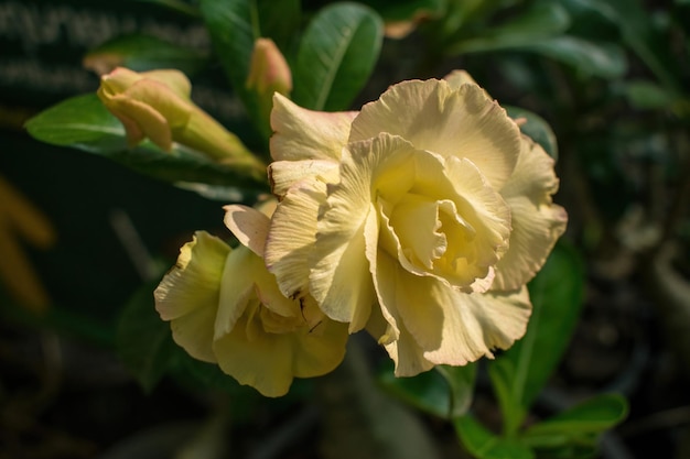 Adenium ou Desert Rose lindas pétalas de flores amarelas se assemelham a rosas