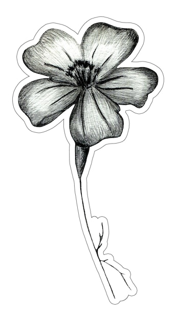 Foto adesivo de flor de calêndula desenhado à mão preto e branco isolado no fundo branco flor de calêndula desenhada por lápis preto