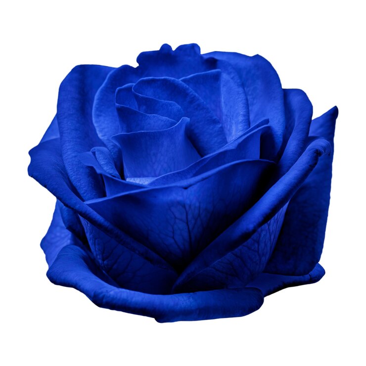Foto adesivo de flor de rosa azul png