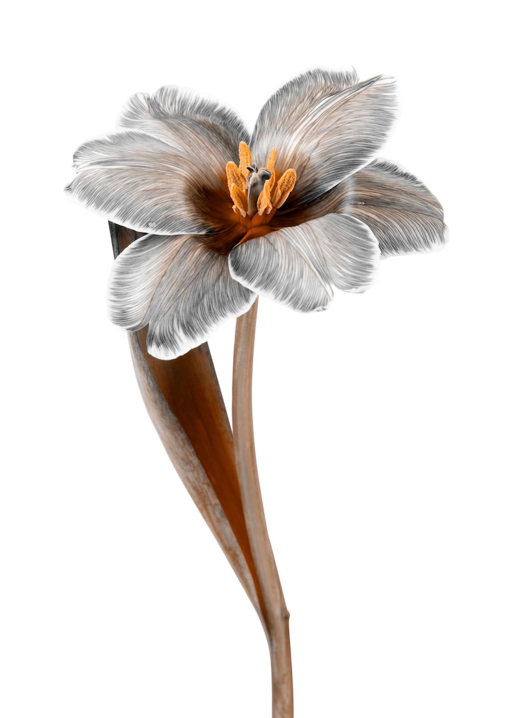 Foto adesivo de flor em flor png elemento de colagem floral em fundo transparente