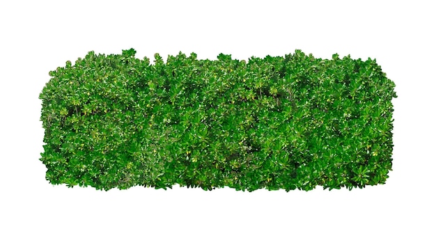 adesivo png de arbusto em fundo transparente