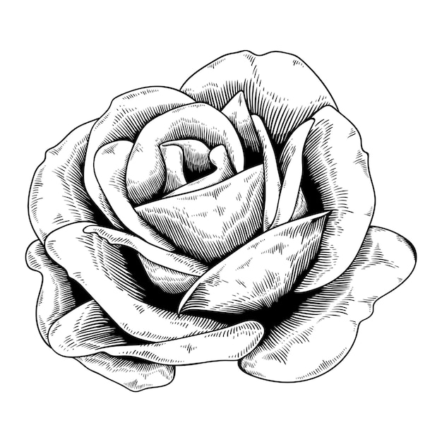 Adhesiva de rosa negra y blanca con un elemento de diseño de borde blanco