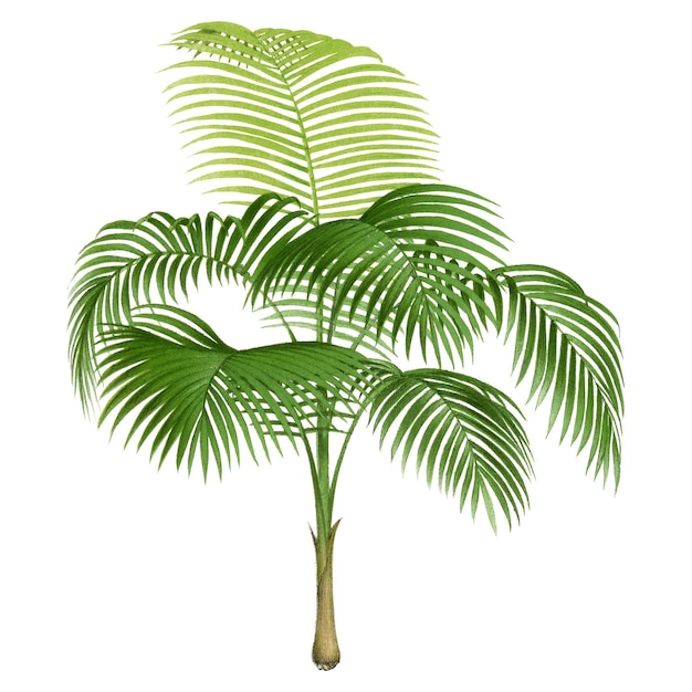 Adhesivo de árbol de palma png acuarela dibujado a mano diseño botánico clip art fondo transparente