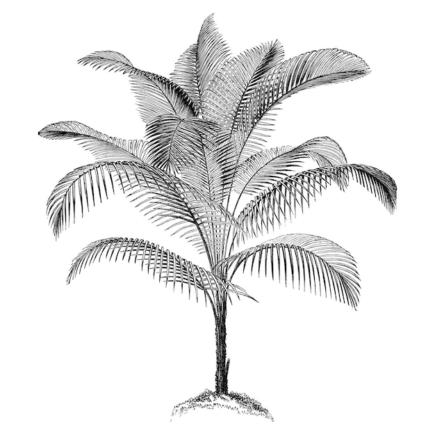 Adhesivo de árbol de palma png dibujado a mano diseño botánico clip art fondo transparente
