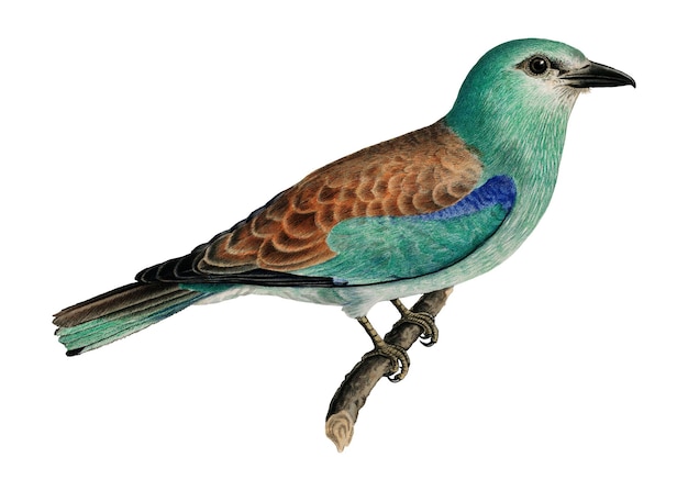 Adhesivo europeo de pájaro rodante de fondo transparente en png