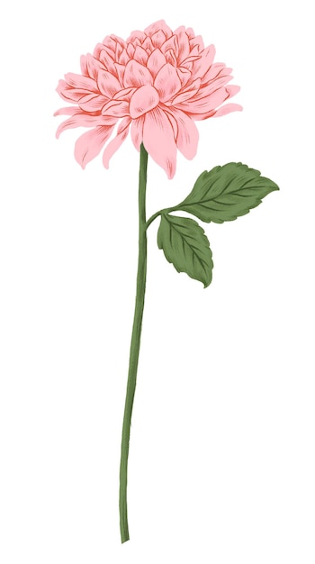 Adhesivo de flor de crisantemo rosa png de fondo transparente