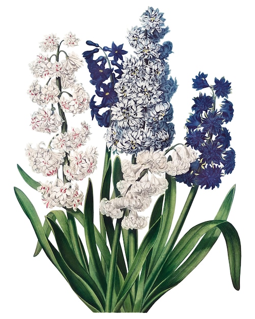 Adhesivo de flor de jacintos ilustración botánica vintage remix de la obra de arte de Robert Thornton