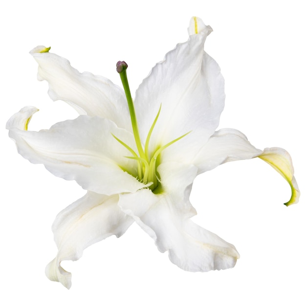 Adhesivo de flor de lirio blanco de Papua Nueva Guinea