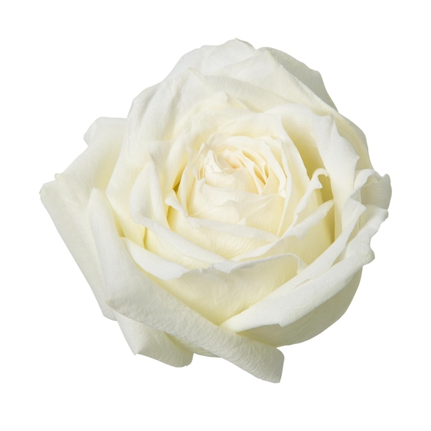 Adhesivo de la flor de la rosa blanca de PNG