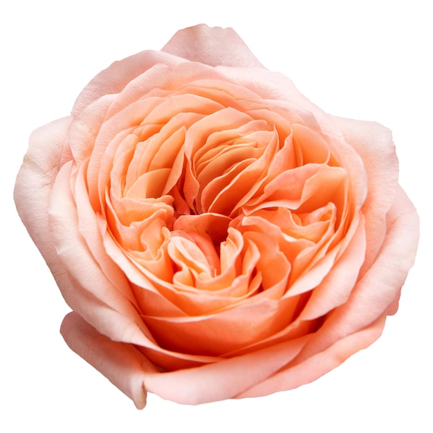 Adhesivo de la flor de la rosa de repollo rosa de PNG