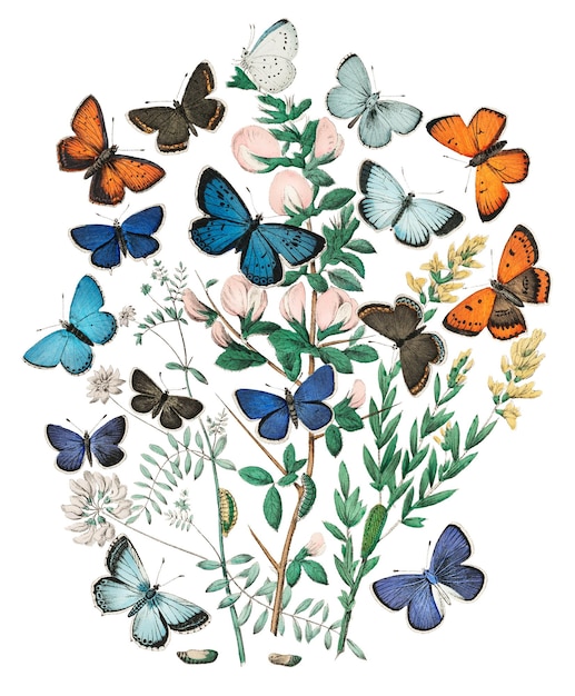 Adhesivo de mariposas Png ilustración de insectos vintage fondo transparente