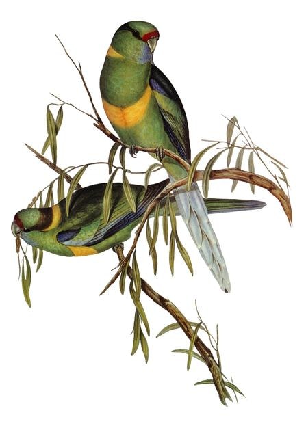 Adhesivo de pájaro Barnards con fondo transparente