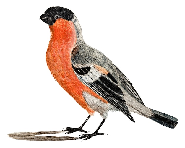Adhesivo de pájaro png de bullfinch de época