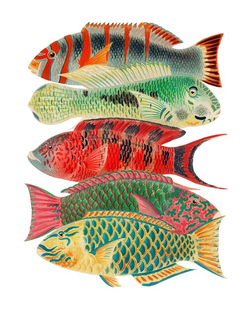 Adhesivo de pescado png William SavilleKents Ilustración vintage de fondo transparente