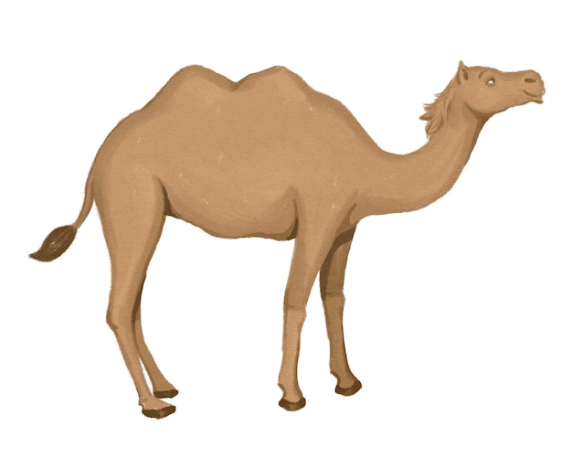 Adhesivo png de animal de camello acuarela ilustración de animal de fondo transparente