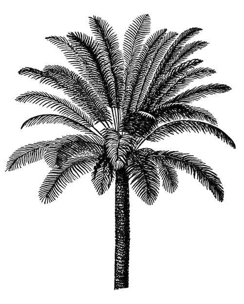 Adhesivo png de árbol de coco vintage ilustración botánica de fondo transparente