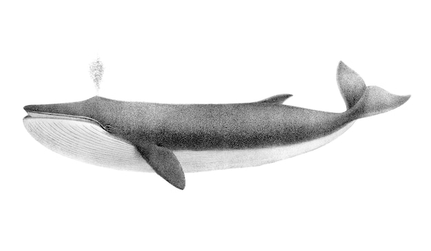 Adhesivo png de la ballena de aleta de fondo transparente