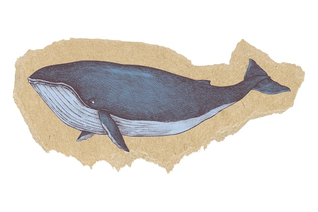 Adhesivo png de ballena azul con fondo transparente de papel rasgado