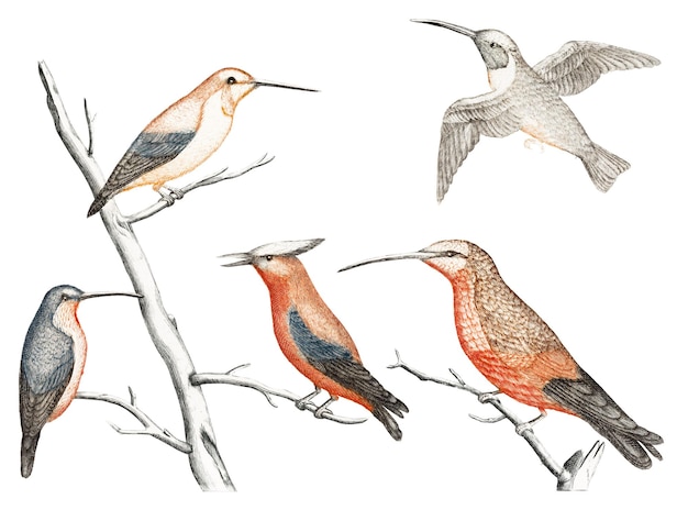 Adhesivo png de colibríes dibujados a mano