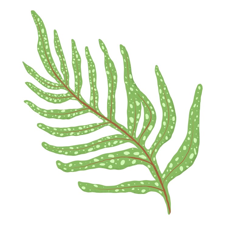 Foto adhesivo png de hoja de helecho fondo transparente