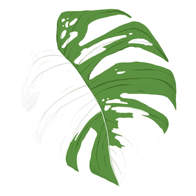Adhesivo png de la hoja de Monstera de fondo transparente