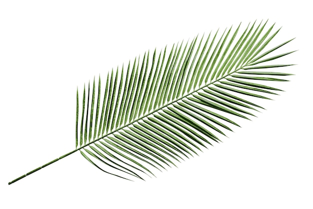 Adhesivo png de hoja de palma cortado en un fondo transparente