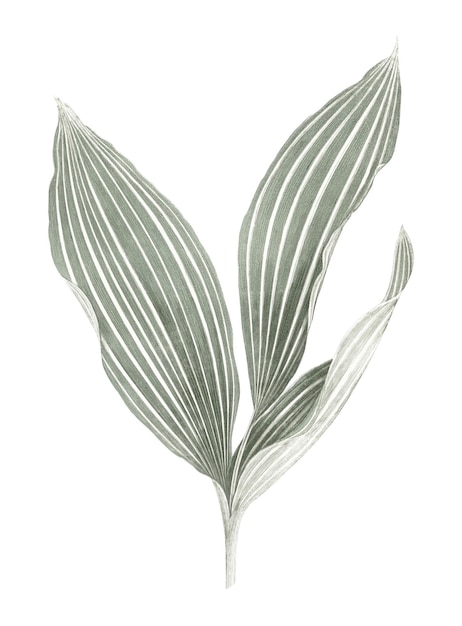 Adhesivo png de hoja de plata ilustración estética de la naturaleza sobre un fondo transparente