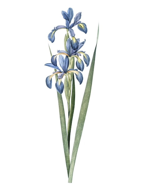 Adhesivo png de iris azul ilustración botánica de época fondo transparente
