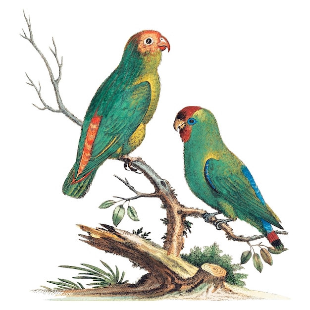 Adhesivo png de loro pájaro vintage remezclado de las obras de arte de George Edwards