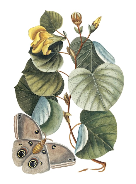 Adhesivo png de mariposa vintage ilustración botánica remix de la obra de arte de Mark Catesby
