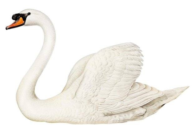 Adhesivo png de pájaro cisne vintage dibujado a mano