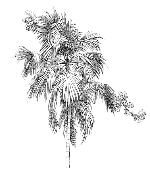 Adhesivo png de palma botánica estética de arte de clips tropicales de fondo transparente