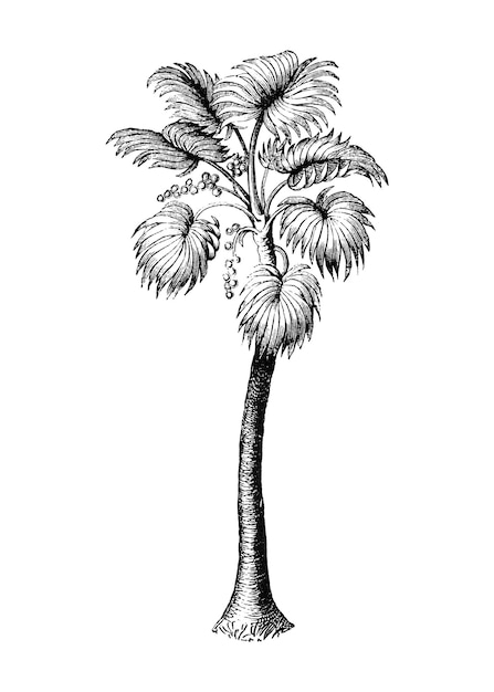 Adhesivo png de palma botánica estética de arte de clips tropicales de fondo transparente