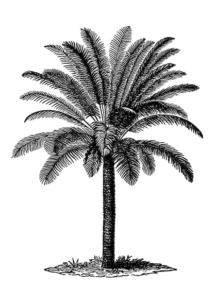 Adhesivo png de palma de época ilustración botánica en fondo transparente