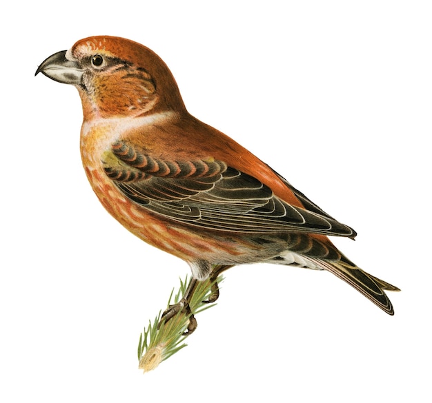 Adhesivo Png papagaio pájaro de pico cruzado dibujado a mano