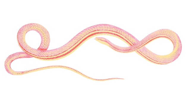 Adhesivo png de serpiente verde ilustración vintage fondo transparente