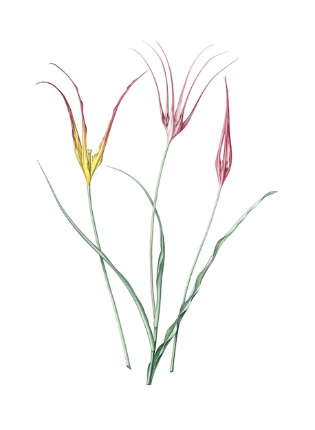 Adhesivo png de tulipán con cuernos ilustración botánica de época fondo transparente