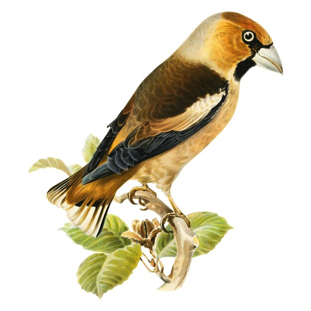 Adhesivo transparente de pájaro pinzón dibujado a mano