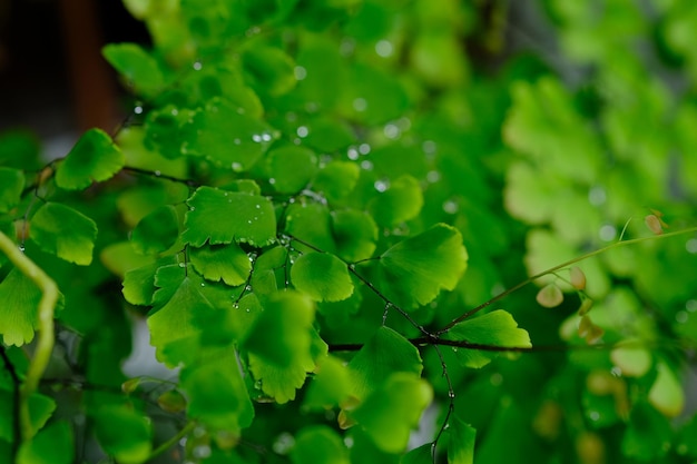 Adiantum raddianum, el helecho culantrillo del Delta, es uno de los helechos más populares para cultivar en interiores.