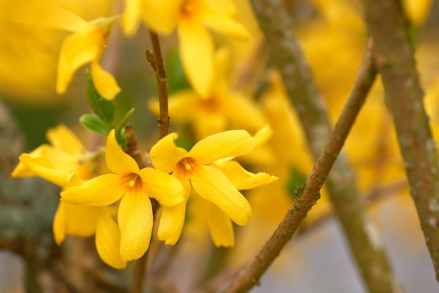 Adicionando um pouco de cor à primavera Foto recortada de lindas flores