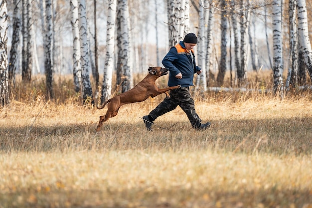 Foto adiestramiento de perros guardaespaldas. un perro atrapa a un criminal