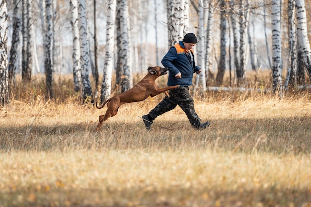 Adiestramiento de perros guardaespaldas. Un perro atrapa a un criminal