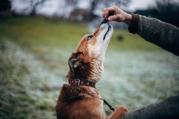 adiestramiento de perros en la naturaleza usando alimentos