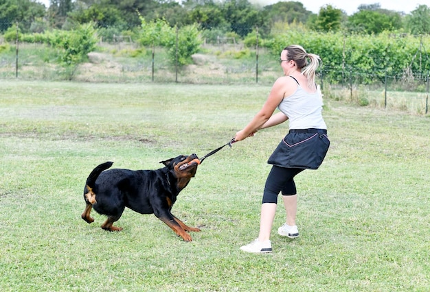 Adiestramiento de Rottweiler para la obediencia