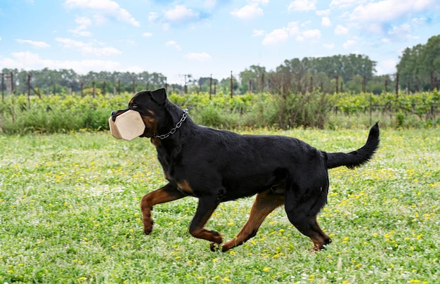 Adiestramiento de rottweiler