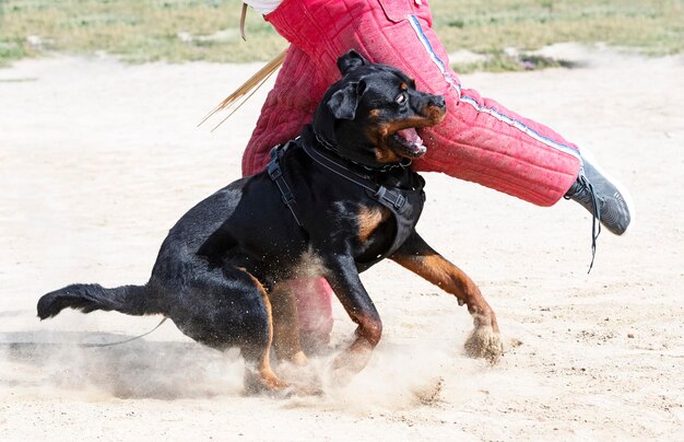 Adiestramiento de rottweiler